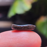 Green Boulder Opal, 3.66ct from Queensland, AUS