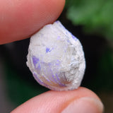 Purple Opalized Shell, 1.46g from Lightning Ridge, AUS
