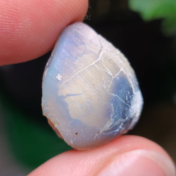 Complete Opalized Shell, 2.75g from Lightning Ridge, AUS