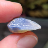 Complete Opalized Shell, 2.62g from Lightning Ridge, AUS