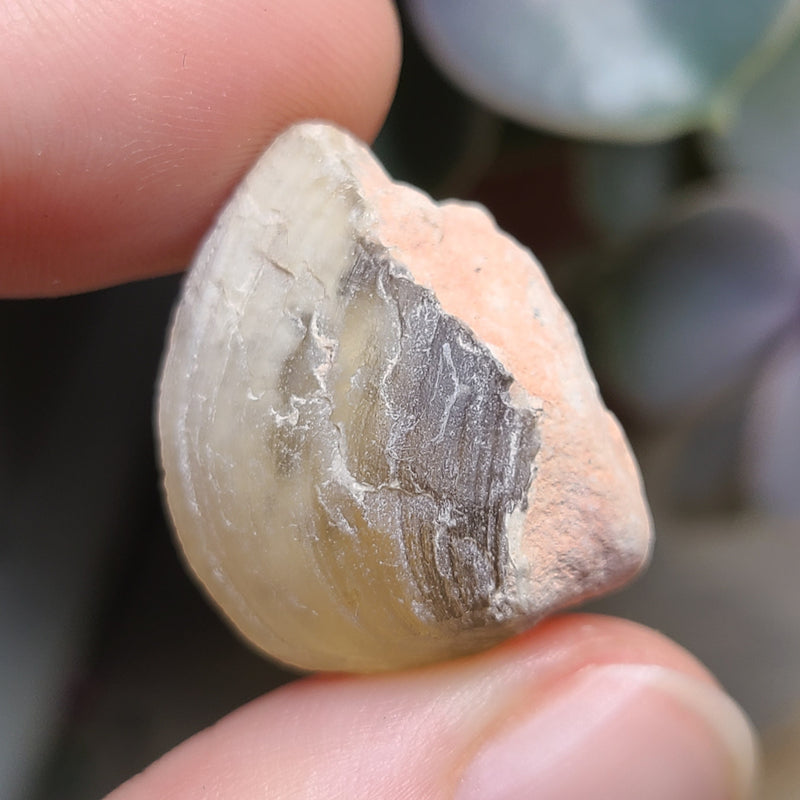 Opalized Shell, 5.69g from Lightning Ridge, AUS