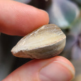 Opalized Shell, 5.69g from Lightning Ridge, AUS