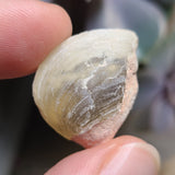 Opalized Shell, 5.69g from Lightning Ridge, AUS