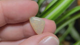 Colourful Crystal Opal, 2.90ct from Mintabie, Australia